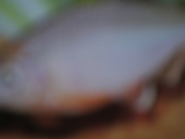 �Ȗ،��Ȃ����퐅�V��