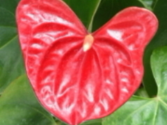 {fBpp̔Moiijւ̓eʐ^1