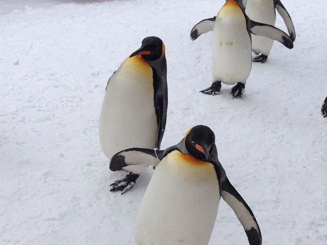 ���N�K���s���܂�_���R������