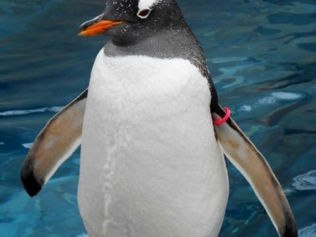 ���R������