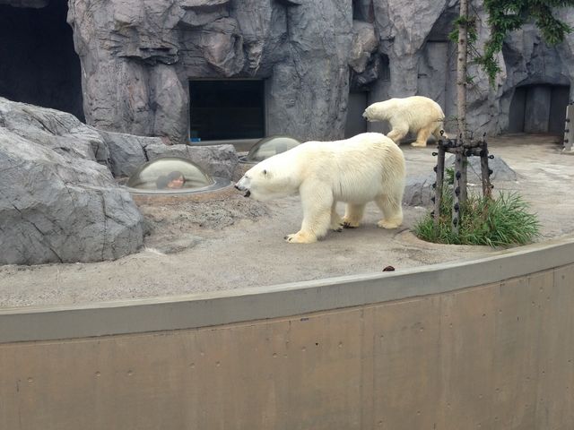 �V���N�}������ȂɊԋ߂Ō����̂͏��߂Ăł����B_���R������