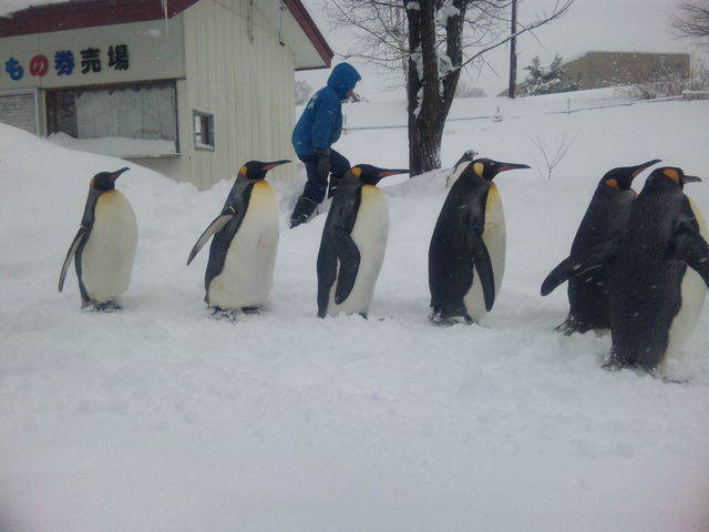 �y���M���̂����_���R������