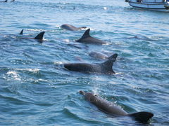 CJEHb`Oỉw VsCJZ^[j̎ʐ^1