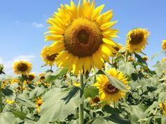 n[񂳂̂Ђ܂̋uւ̓eʐ^1