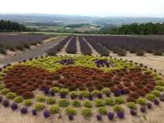 �ӂ�̃W�������i�L�j���ϔ_��̎ʐ^1