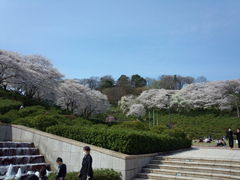 とらちゃんさんの西山公園の桜の投稿写真1