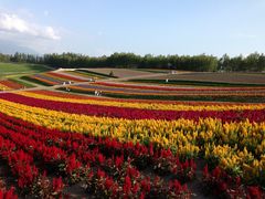 �l�G�ʂ̋u�̎ʐ^1