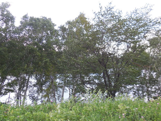 ���ԏꂩ��_�⓴��