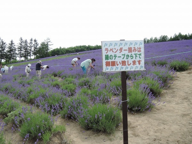 �����Ŋ����邱�Ƃ��\�ł�_�ʍ��̗� ���X�؃t�@�[��