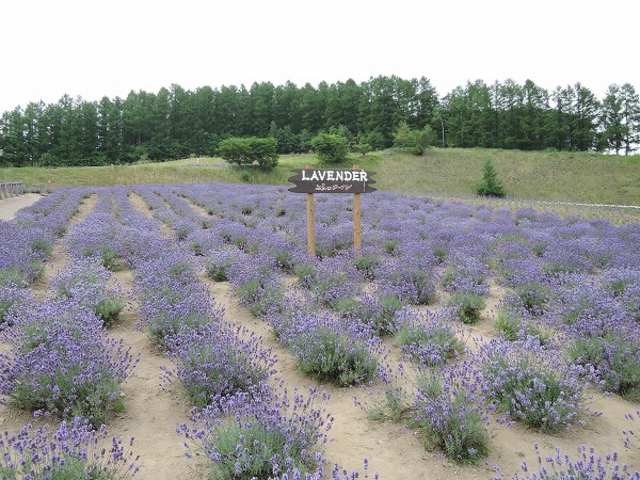 �ӂ�̃��C���H��߂��ɂ��郉�x���_�[_�ӂ�̃��C�i���[