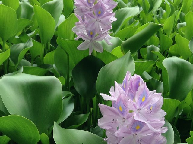 肱ƂƂ̐~r̃zeCAIC̓eʐ^1