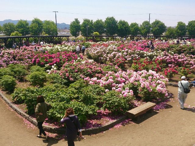 展望台から_ぼたん百種展示園