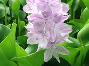 肱ƂƂ̐~r̃zeCAIC̓eʐ^2