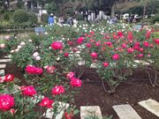 ܂邱̍`̌u [YK[f̓eʐ^1