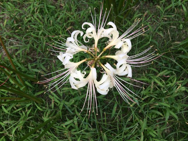 ̙֎썹؂AłˁB_{sy̐X