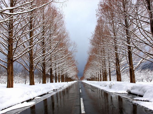 雪の華・束の間空が明るくなりました。
路面に並木が映りこんでいます_メタセコイア並木