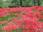 Bernese̕{sy̐Xق̓eʐ^1