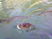 ���ɂ�񂳂�̎j�Ս�����Ձi�ʑ������j�̓��e�ʐ^1