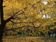 [g[̑c]̃C`Et̓eʐ^1