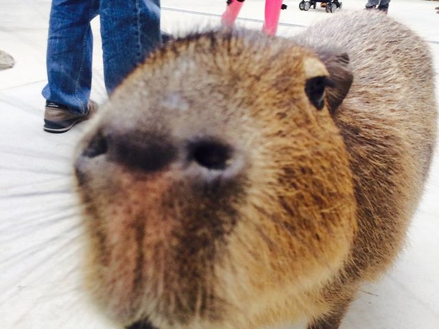 ȋ߂Ŏʐ^BꂿႤ__˂ǂԂ