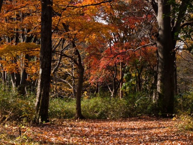 �r�̎���ł͂���ȍg�t��F�̈�p�������ł��܂��B_���c����q��L�O����