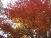 chaka̍ȊwٕR牀̓eʐ^2