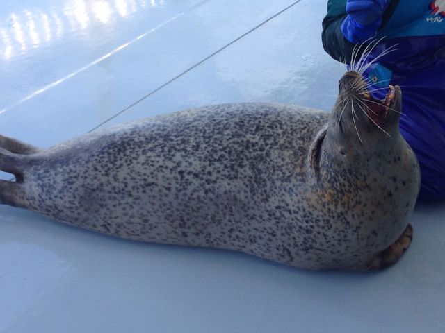 �A�U���V�����[��Ă��Ă��ꂽ��I_�I�z�[�c�N�Ƃ�����Z���^�[