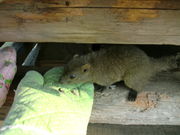 NXg̎sӂꂠ̗@X̓eʐ^1