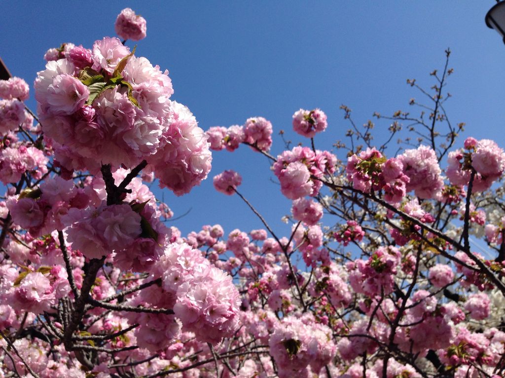 大阪 桜の名所選 おすすめスポットで桜を楽しもう 開花見頃予想も じゃらんニュース