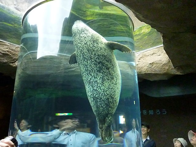 �A�U���V�̉j����ڂ̑O�ł݂��_���R������