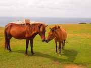 agu����̓���W�]��̓��e�ʐ^4