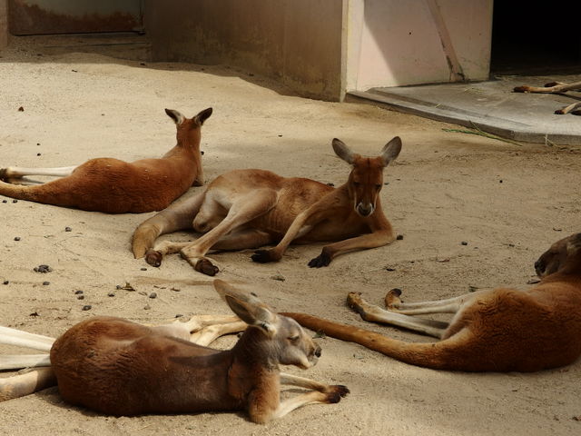 ���₶�݂����ȃJ���K���[�����B_���R���A����