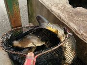 邢邢̎sJtBbVZ^[̓eʐ^1