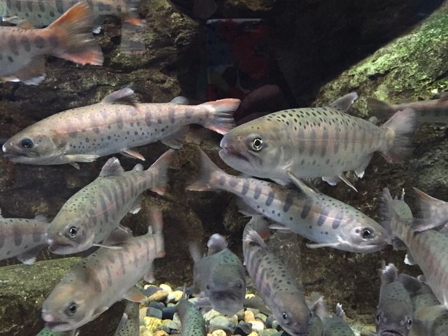 ���}���H�A�}�S�H�x�m�܌΂��C���[�W���������ɂ�����_�����Ȍ���