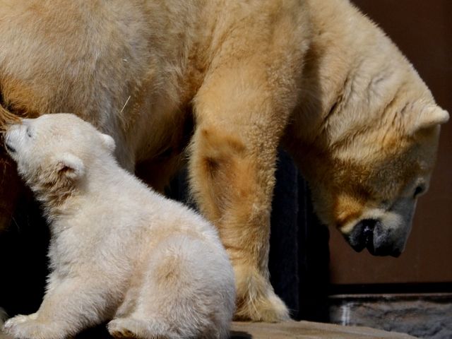 �I�b�p�C�ǂ����ȁ`_�~�R������