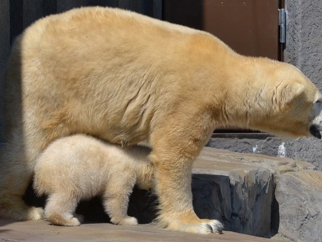 �ǂ��֍s���̂��`���b�ƃR���C�I_�~�R������