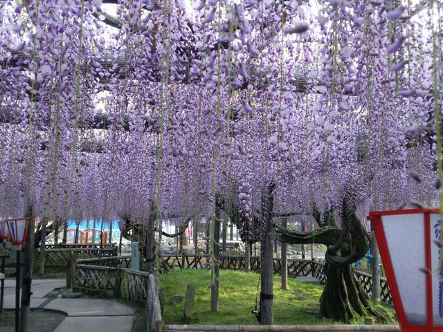 potato̖LcFLO̓eʐ^1