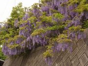 tamatora̓_Ђ̓̓eʐ^2