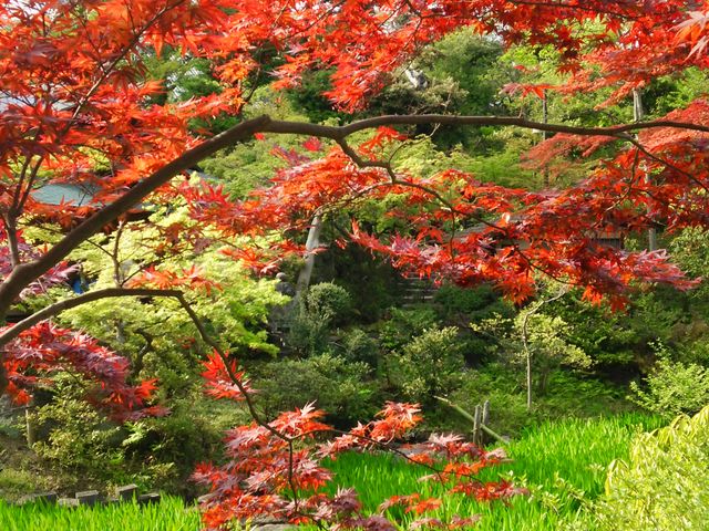 䂫񂱂̍Ôpق̓eʐ^2