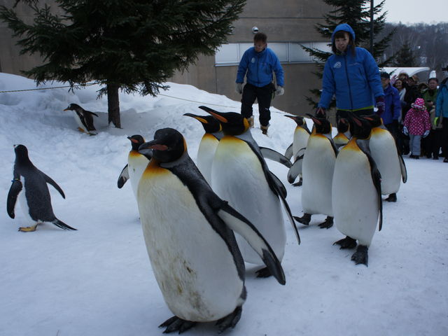 �������҂�������������܂���_���R������