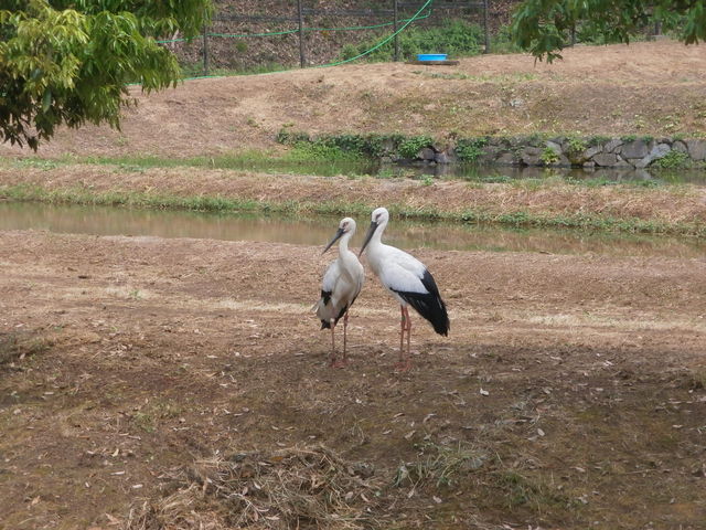 �����ł͂���܂���Ƃ̂��Ƃł��B_���Ɍ����R�E�m�g���̋�����