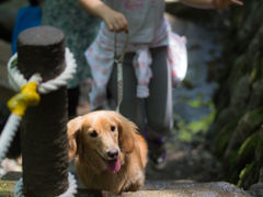 犬連れて行きました 等々力渓谷の口コミ じゃらんnet