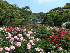 ニコちゃんさんの鎌倉文学館のバラの投稿写真1