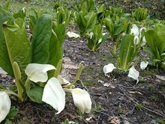 ZAVI̍c삷uˌւ̓eʐ^3