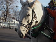 ƂƂ񂳂̑эLni΂񂦂\j̓eʐ^2