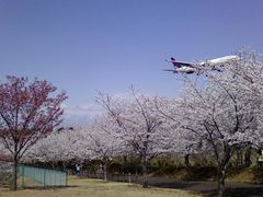 hananoさんの成田市さくらの山の桜への投稿写真1