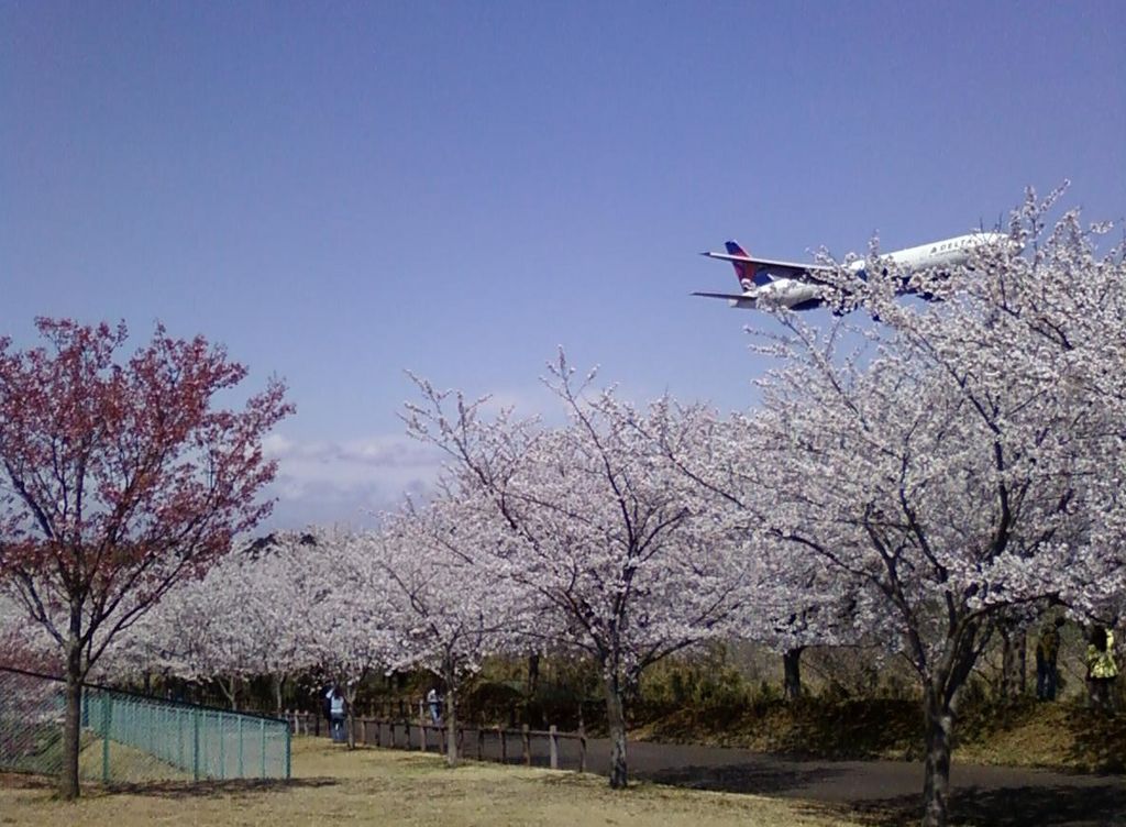 成田市さくらの山の桜