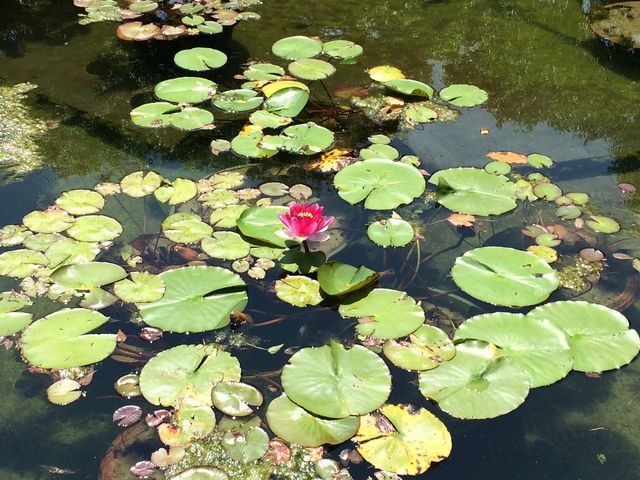 �N���}�`�X�̋u