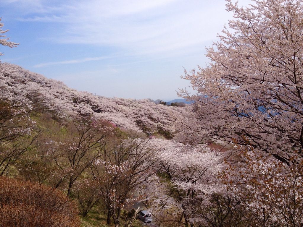 桜山公園