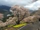 くまちゃんさんのひょうたん桜への投稿写真2